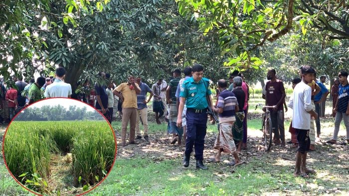 পবায় ধানখেতে অজ্ঞাত নারীর নগ্ন মরদেহ উদ্ধার, পুলিশের ধারণা হত্যা