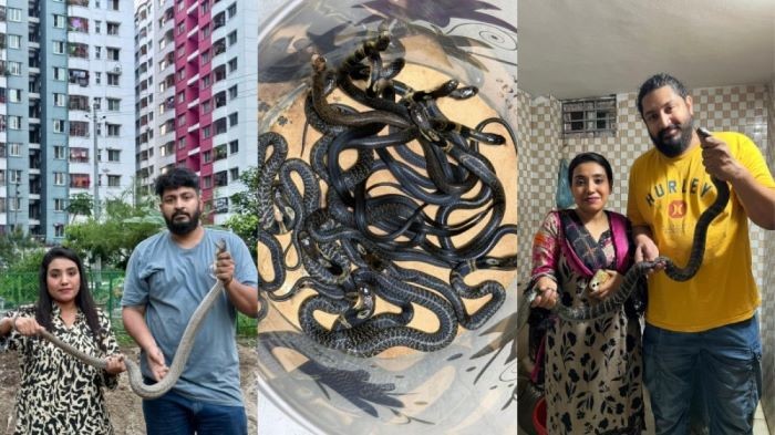 আতঙ্কে রাজধানীবাসী: বহুতল ভবনেও বিষধর সাপ! চার মাসে ঢাকা থেকে উদ্ধার হলো ৩৫২টি, যার ৩৪৯টিই বিষধর