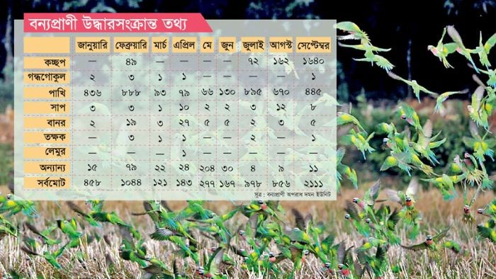 সাফারি পার্ক থেকে রিংটেইলড লেমুর চুরি, সীমান্ত হয়ে বিদেশে পাচার: বন্যপ্রাণী পাচার চক্রে সক্রিয় আন্তর্জাতিক সিন্ডিকেট