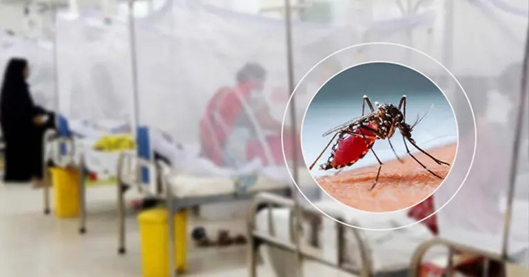 ডেঙ্গুতে ৬ জনের মৃত্যু, হাসপাতালে ভর্তি ১১৯৫ রোগী