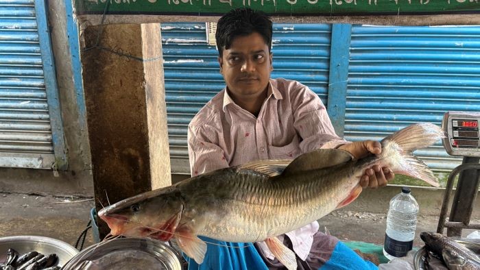 চরভদ্রাসনে পদ্মা নদী থেকে ধরা পড়ল সাড়ে পাঁচ কেজি ওজনের আইড় মাছ, বিক্রি সাড়ে আট হাজার টাকায়