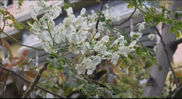 কুষ্টিয়ায় আগাম সজনে ডাঁটার কেজি ১২০০ টাকা, নাগালের বাইরে ক্রেতাদের