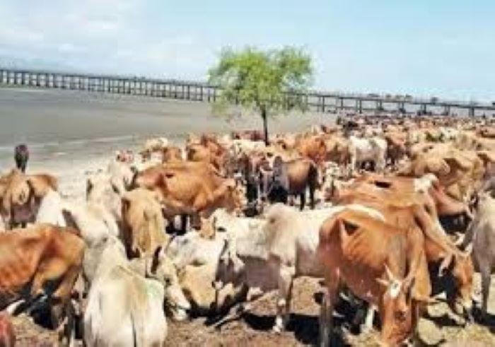 আবারও পর্দায় ‘মর্টাল কম্ব্যাট’
