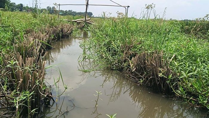 দখল-ভরাটে ড্রেনে পরিণত আলীয়াবাদ খাল : পানি নিষ্কাশন বন্ধ হয়ে তলাচ্ছে ফসল, সেচ সংকটে কৃষকের দুর্ভোগ