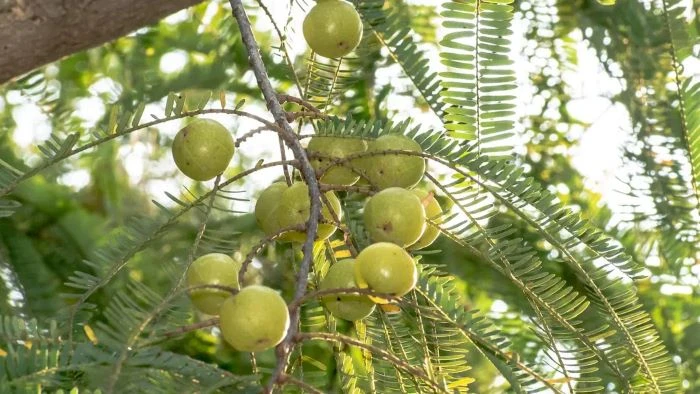 আমলকী রস নাকি কাঁচা : কোনটি বেশি উপকারী?